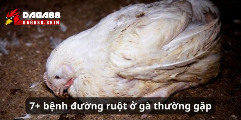 Tổng quan về 7 loại bệnh đường ruột ở gà