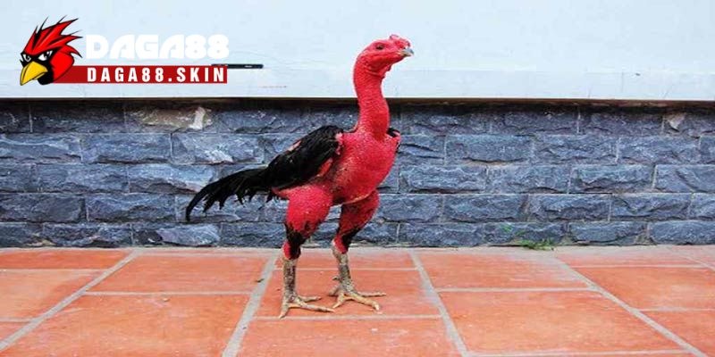 Nhổ lông giúp chiến kê nhẹ nhàng hơn