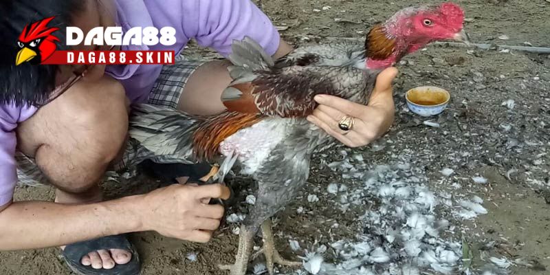 Hướng dẫn cách nhổ lông đuôi đơn giản