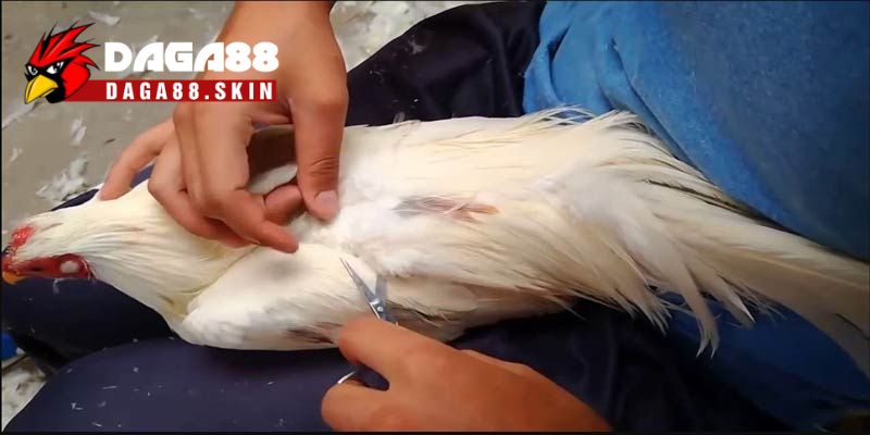 Nên nhổ lông đuôi gà chọi với tần suất hợp lý